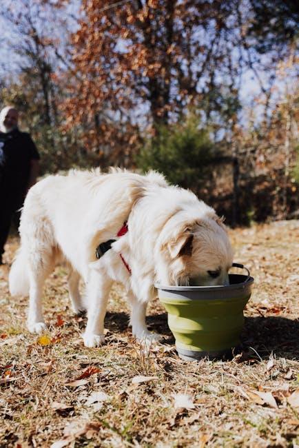 Ensuring Hydration: Keeping Your Active Puppy Well-Hydrated