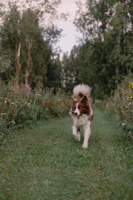 Choosing the Right Diet to Fuel Your Energetic Puppy