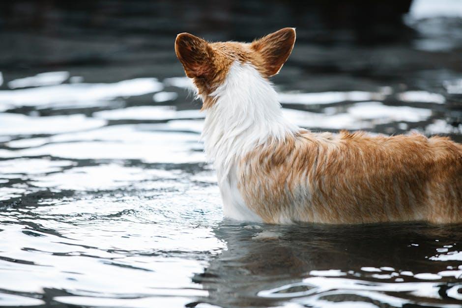 Avoiding Common Mistakes in Bathing Your Puppy