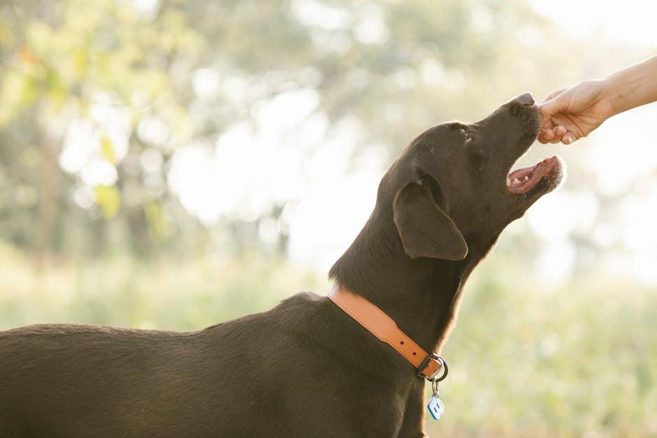 Creating a Reward System That Resonates with Your Puppy