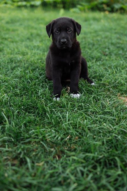 Regular Check-Ups and Vaccinations for a Happy, Healthy Puppy