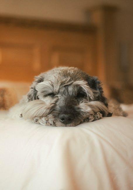 Choosing the Right Materials for a Cozy and Clean Puppy Bed