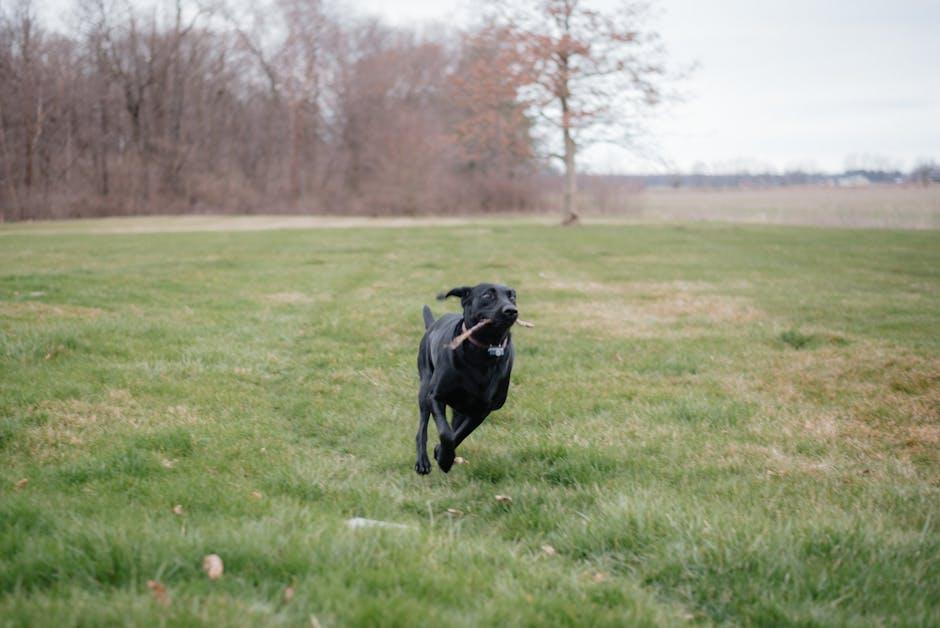 Choosing the Perfect Fetch Toy for Your Puppy