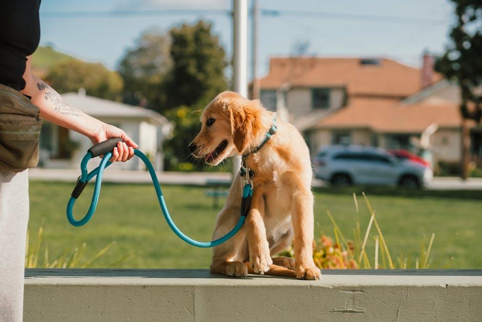 Building Strong Bonds Through Training and Play
