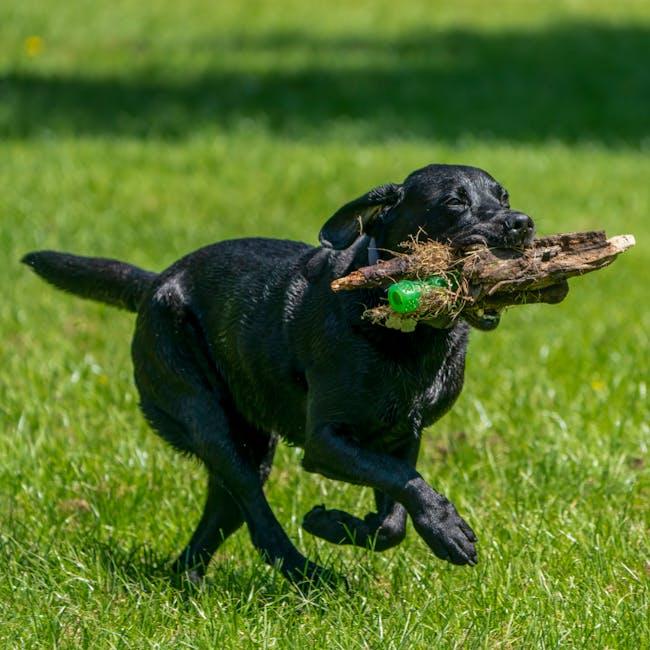 Understanding the Instinct: Why Puppies Chase Cats