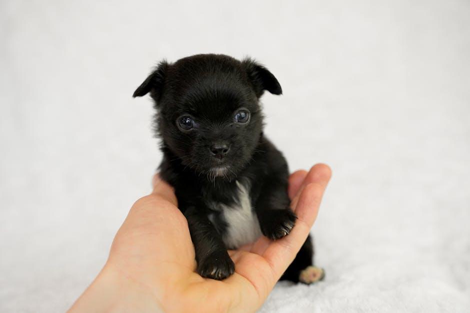 Recognizing Common Puppy Ailments and When to Seek Help
