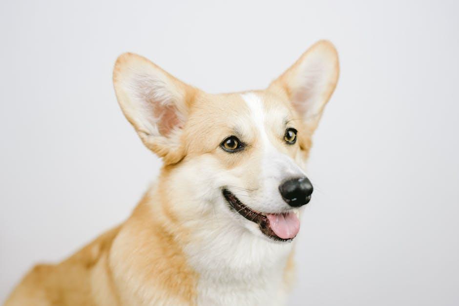 Step-by-Step Guide to Cleaning Your Puppys Ears