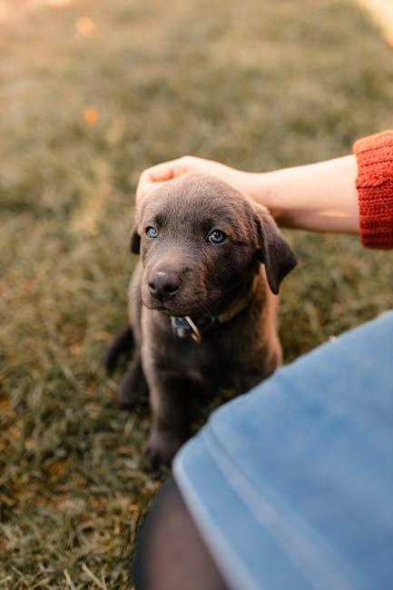 Creating Positive Associations with Other⁣ Dogs