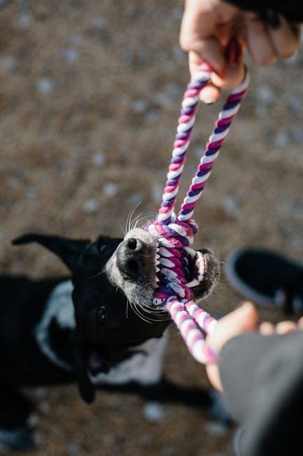 Choosing the Right Chew Toys for Dental Health