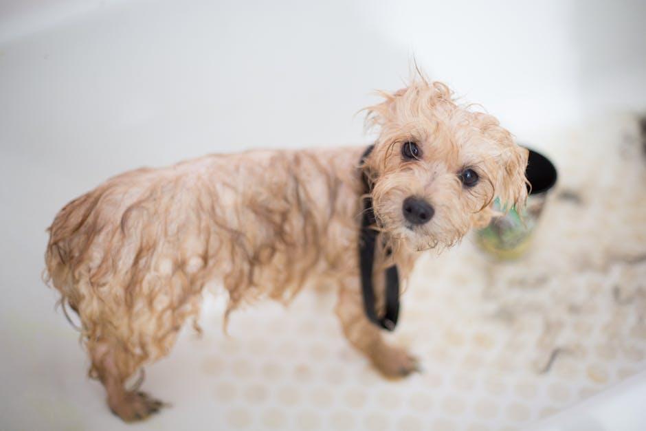 Choosing the Right Shampoo for a Lustrous Coat