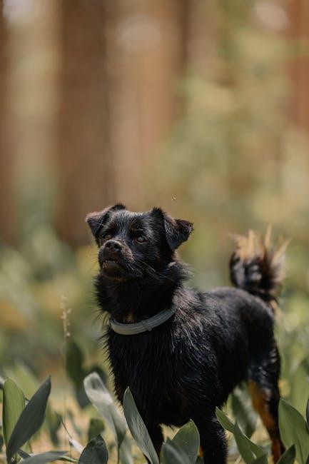 Understanding the Reasons Behind Your Puppys Barking