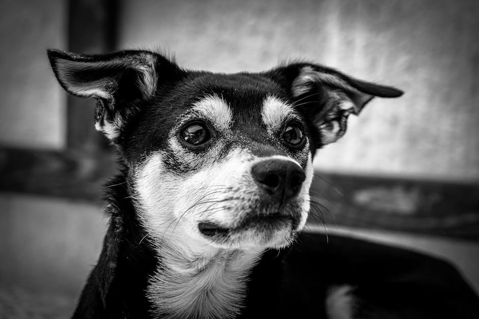 Identifying⁢ Allergy-Friendly Ingredients for Sensitive Puppies