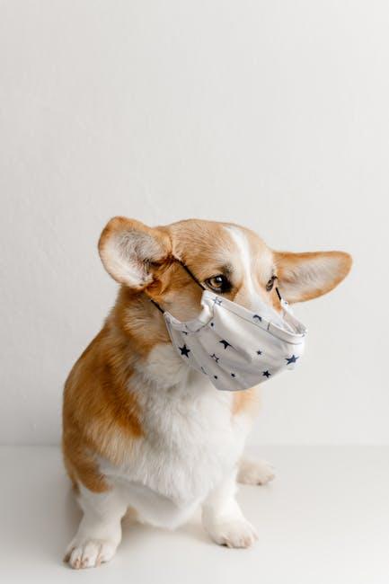 Ears, Eyes, and Teeth: Ensuring a Thorough Hygiene Routine