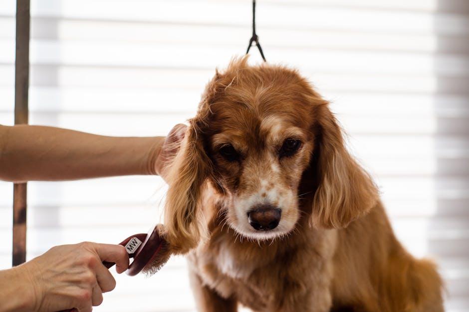 Daily Grooming Habits to Keep Your Puppy’s Skin Healthy