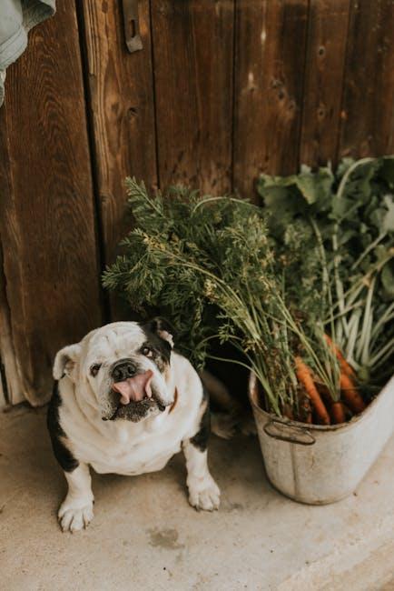 Monitoring and Adjusting Your Puppys Diet for Health and Vitality