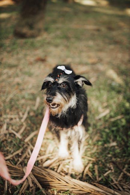 Building a Trusting Relationship Through Positive Reinforcement