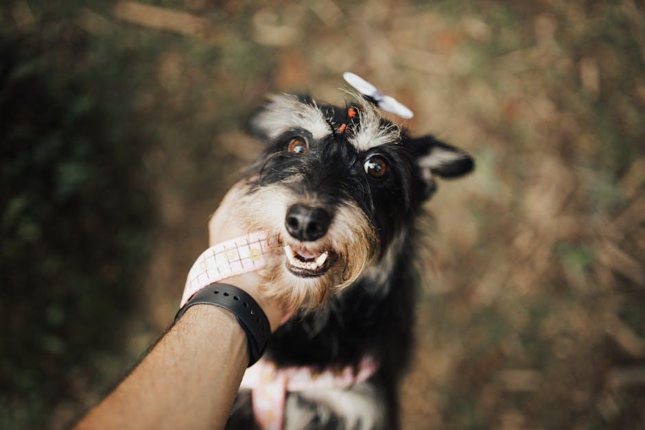 Reward-Based Training to Encourage Calm Behavior