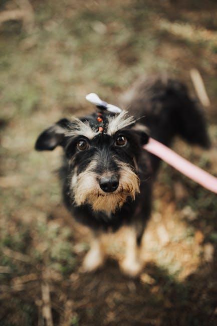 Understanding Your Puppys Attention Span and Energy Levels