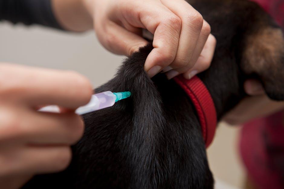 Building a Healthy Foundation Vaccinations and Nutrition for Your Puppy