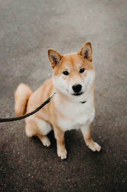 Creating Positive Experiences with Other Dogs and People