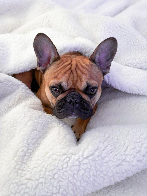 Eco-Friendly Tips for Maintaining a Hygienic Sleeping Space for Your Puppy