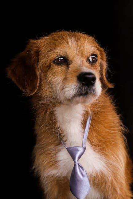 Quick and Effective Grooming Techniques for Time-Pressed Owners