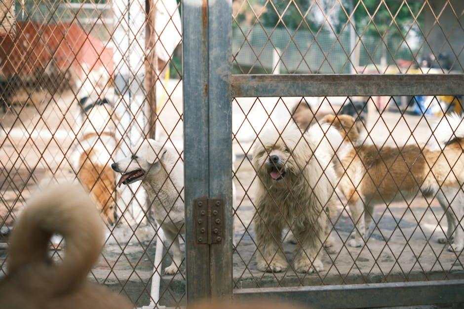 Creating a Safe and Stimulating Environment for Your Puppy