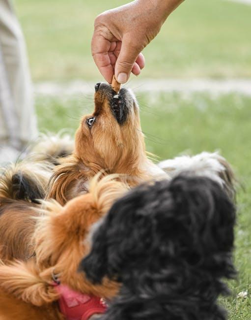 Incorporating Treats and Snacks into Your Puppys Diet