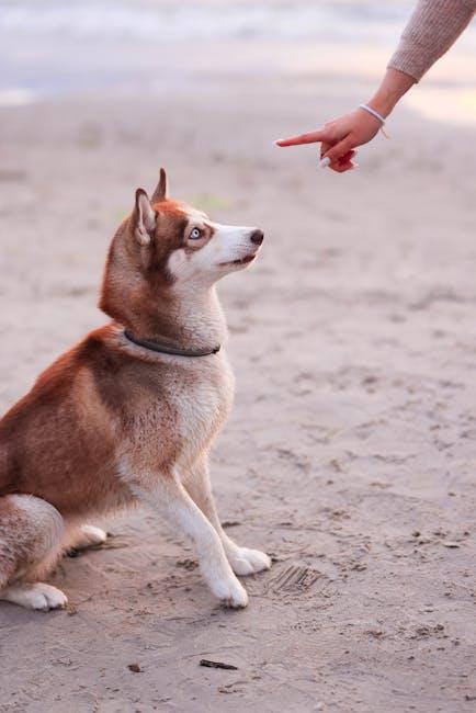 Incorporating Consistent Commands and Cues