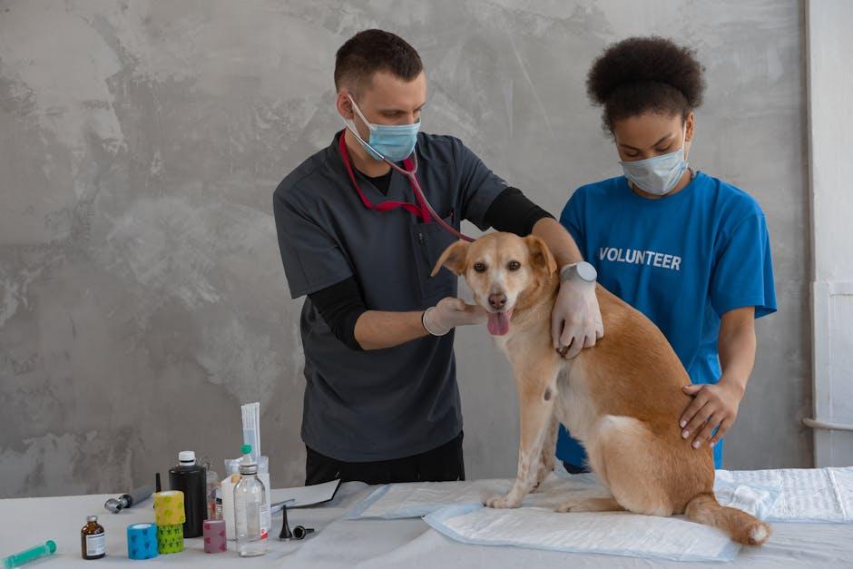 Implementing a Regular Vaccination and Vet Check-up Routine