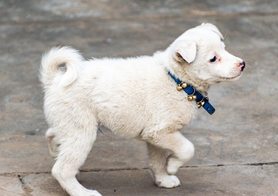 Understanding Your Puppys Unique Personality