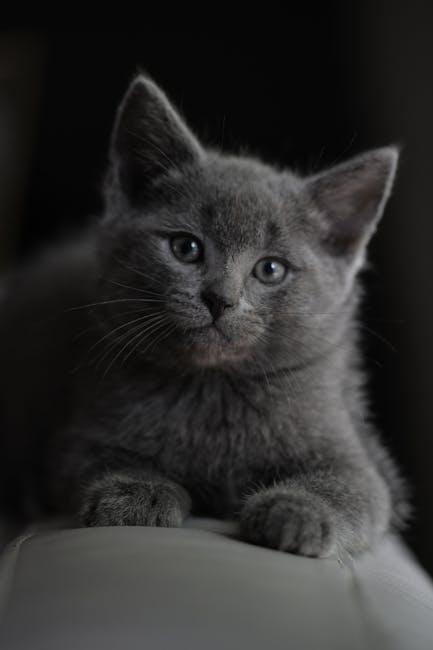 Regular Veterinary Check-ups as a Key to Early Detection