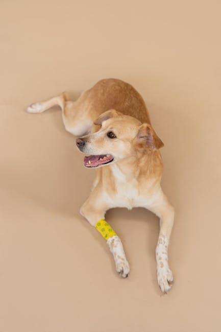 Tips and Tricks to Prevent Ear Infections in Puppies