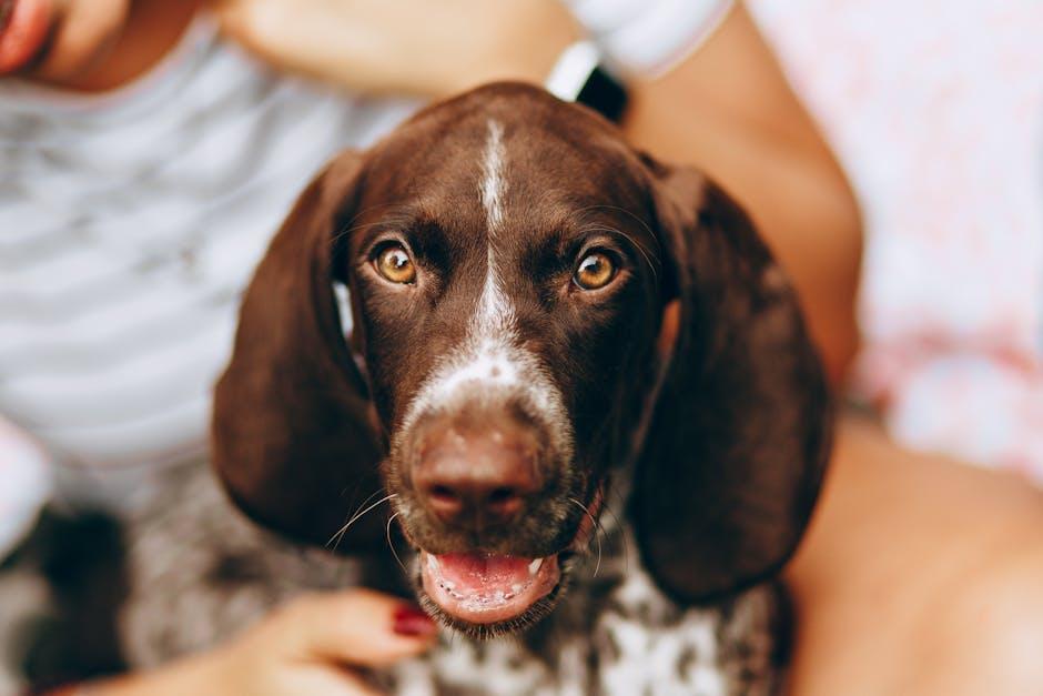 Gentle Cleaning Techniques to Keep Your Puppys Eyes Bright and Healthy