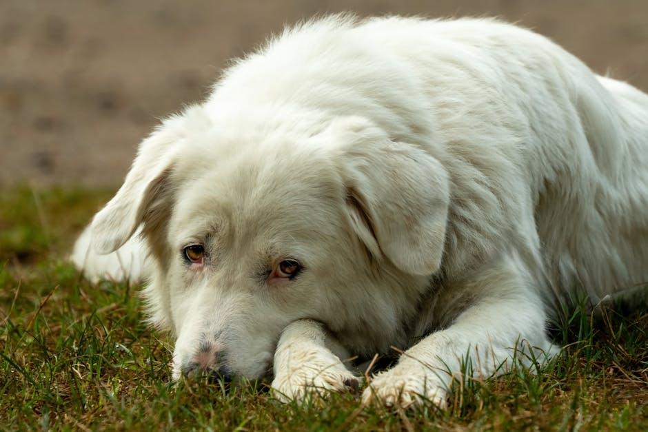 Establishing a Gentle Training Routine to Foster Good Behavior