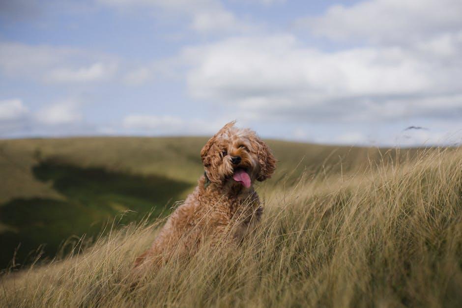 Creating a Safe and Stimulating Environment ⁤for Your Growing⁣ Puppy