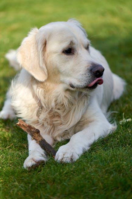 Understanding Why Puppies Chew and How It Affects Their Growth