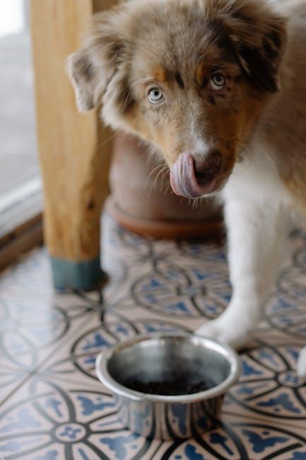 Hydration Tips to Keep Your Puppys Skin Moisturized