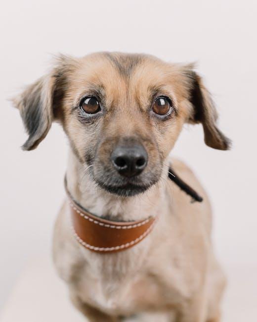 Gentle Ear Cleaning Techniques: Keeping Your Puppys Ears Healthy