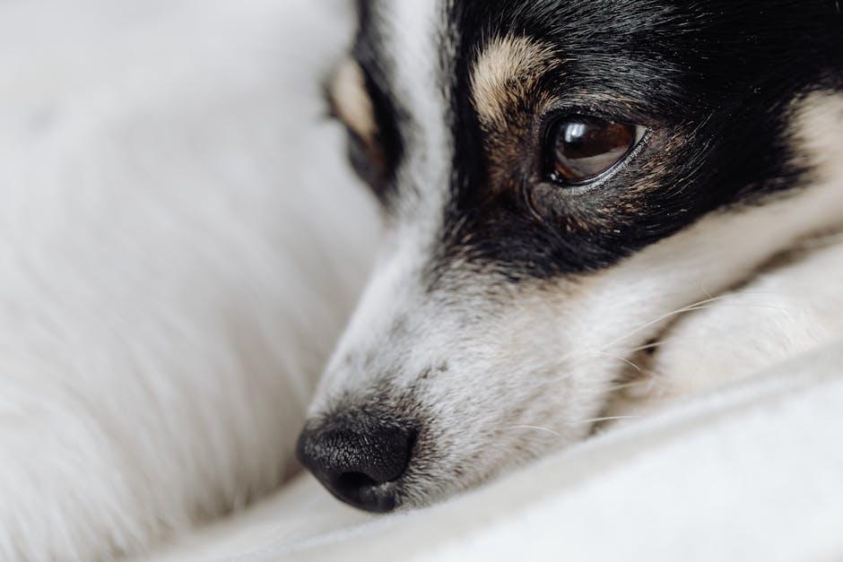 Understanding Common Eye and Ear Issues in Puppies
