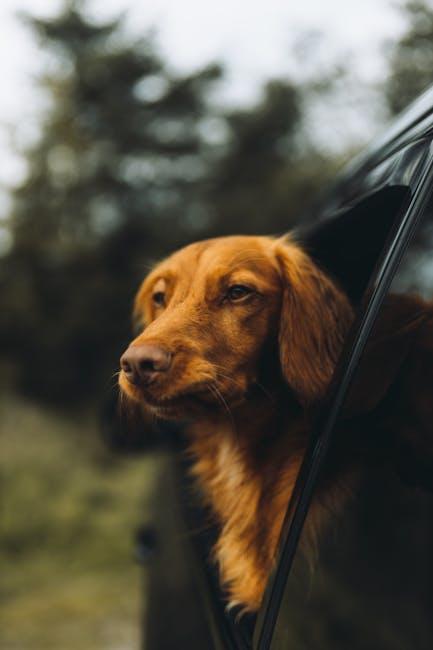 Step-by-Step​ Guide to Acclimating ‌Your​ Puppy to Car Rides