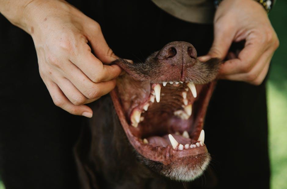 Understanding Your Puppys Dental Needs