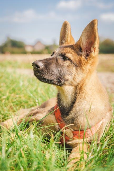 Essential Training Techniques for a Peaceful Puppy