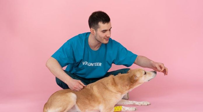 Puppy Food for Optimal Health and Longevity