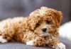 How to Handle Puppy Shedding This Year