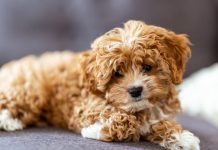 How to Handle Puppy Shedding This Year