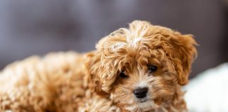 How to Handle Puppy Shedding This Year