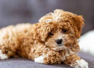 How to Handle Puppy Shedding This Year