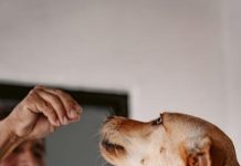 How to Keep Your Puppys Teeth Clean and Healthy