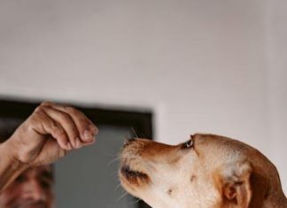 How to Keep Your Puppys Teeth Clean and Healthy